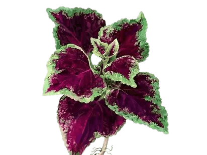 Coleus Forskohlii Root ingredient